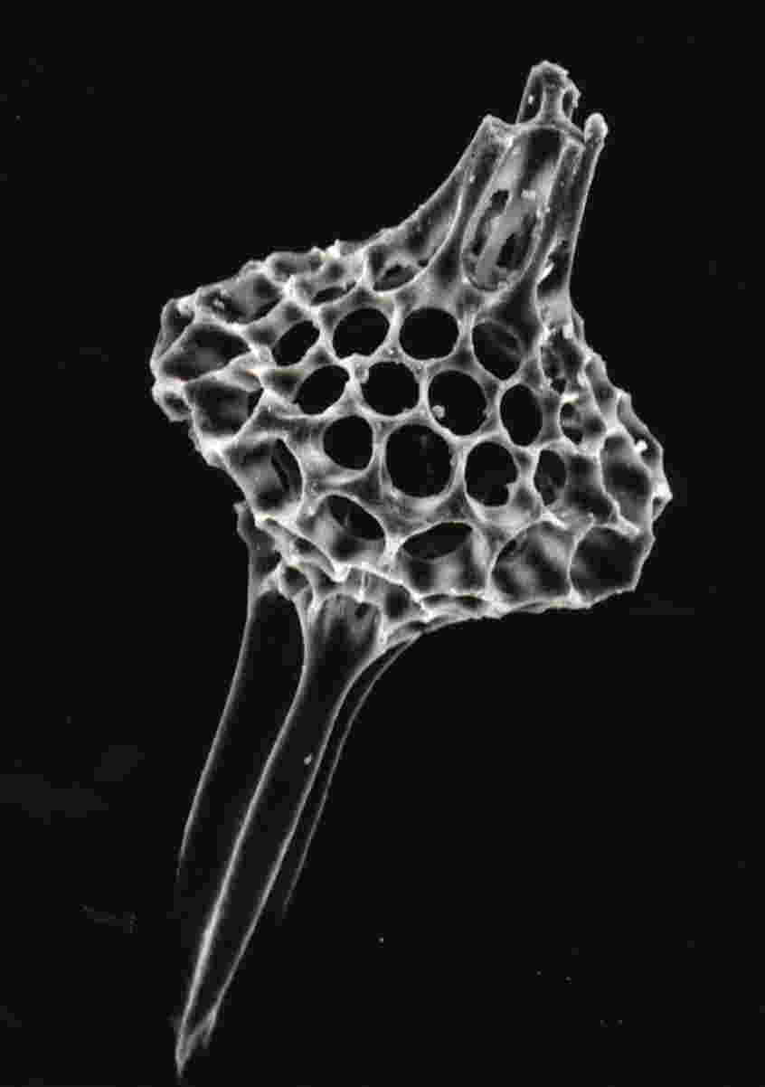 放散虫化石の電子顕微鏡写真