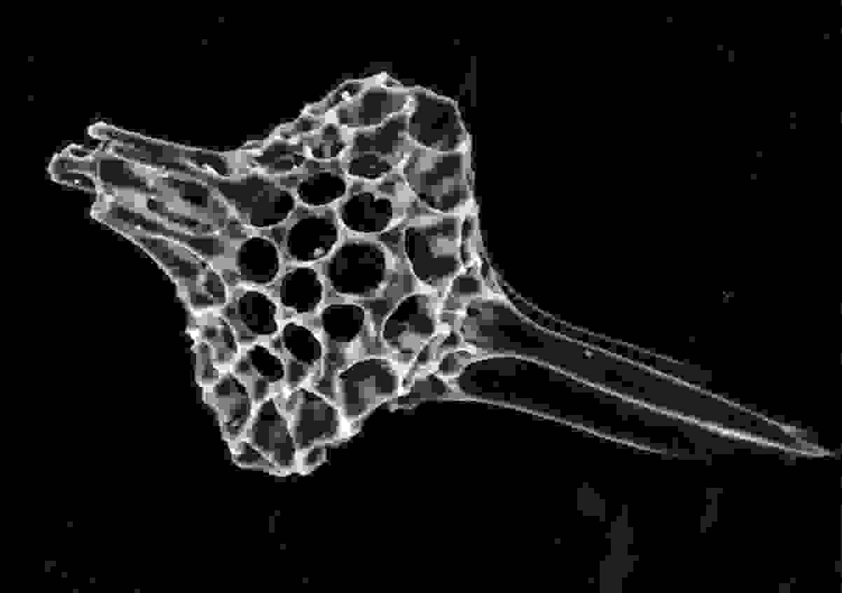 放散虫化石の電子顕微鏡写真