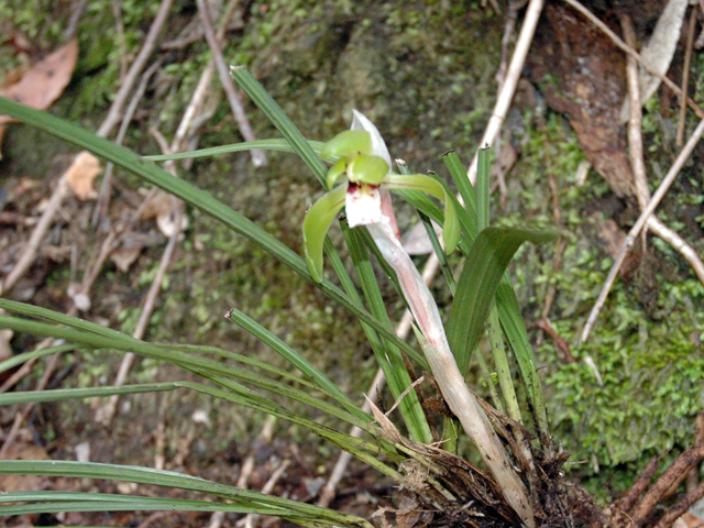 足羽山植物図鑑 ３ ４月にかけて見られる植物