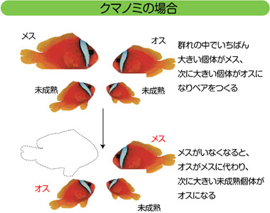 どうぶつたちのプロポーズ大作戦 電子図録 オスはオスとたたかう 性転換という生き方