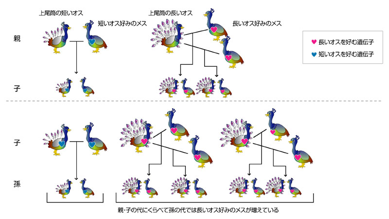 どうぶつたちのプロポーズ大作戦 電子図録 メスはオスをえらぶ どうしてメスはハデ好み そのナゾとき