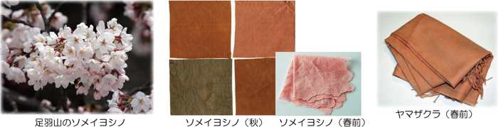 左から足羽山のソメイヨシノ、ソメイヨシノで染めた布（秋と春前）、ヤマザクラで染めたストール（春前）