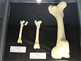 偶蹄類の大腿骨