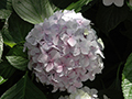 75