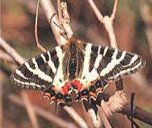 �M�t�`���E