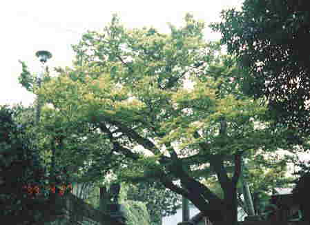 �C���n�J�G�f