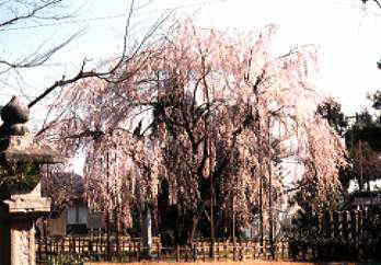 �V�_���U�N��