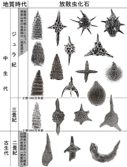 ����R�n�Y���U�����΂̕\