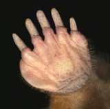 Ȍ
