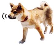 Č