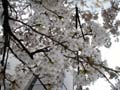 4月4日