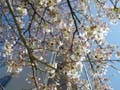 4月8日