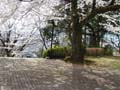散花4月6日