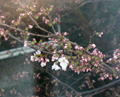 4月7日
