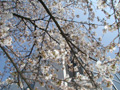 4月10日