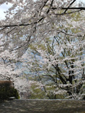 観察木の全景4月13日
