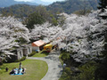 お花見客4月13日