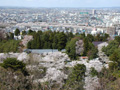 足羽川4月13日