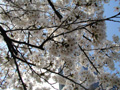 4月14日