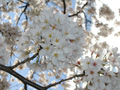 4月14日