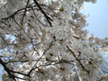 4月14日