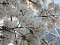 4月15日