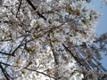 4月17日