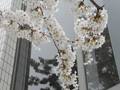 4月12日