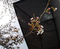 4月6日