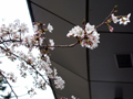 4月9日