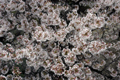 4月18日