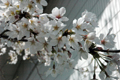 4月6日