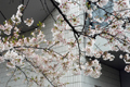 4月11日