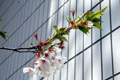 4月12日