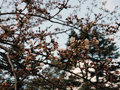 4月1日