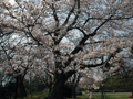 4月5日