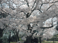 4月6日