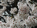 4月9日