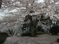 4月11日