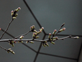 3月20日