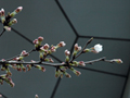 3月25日