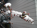 3月26日