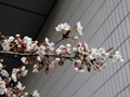4月2日