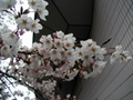 4月4日