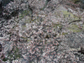 4月5日