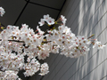 4月7日