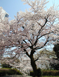 4月11日