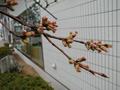 3月24日