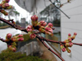 3月26日