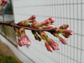 4月1日